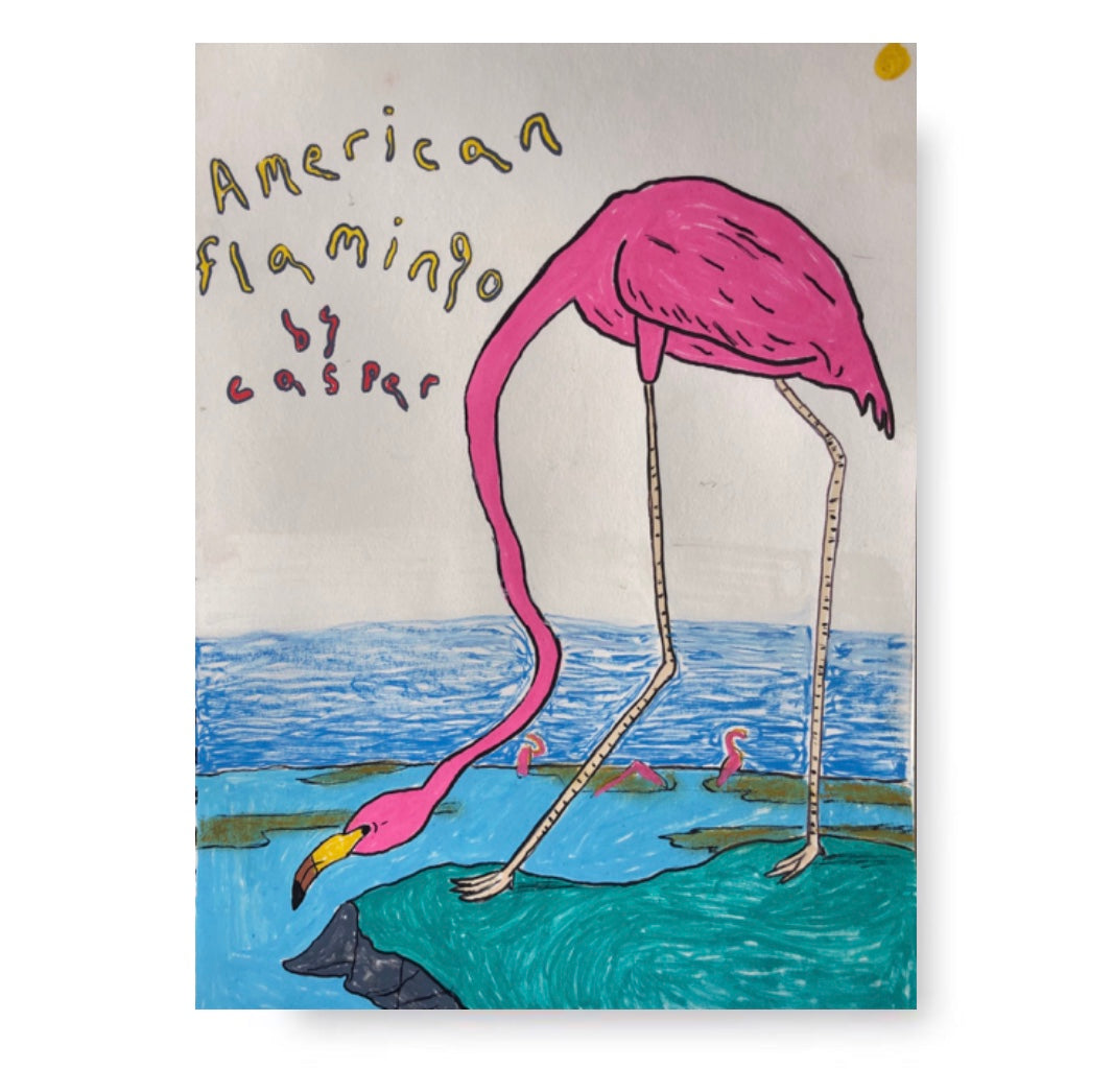 american flamingo